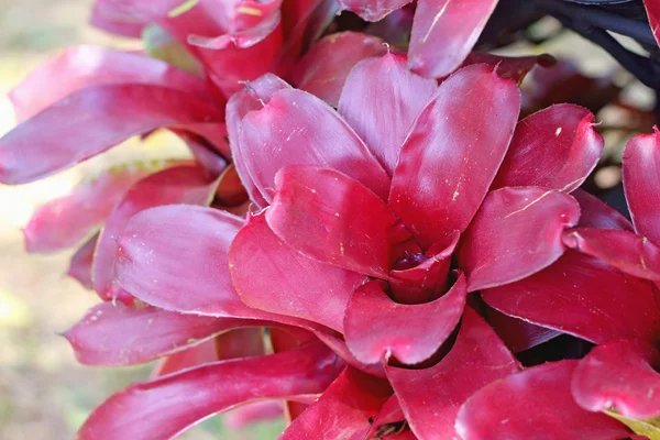 Bromelie blüht in der Natur — Stockfoto