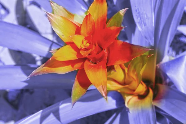 Fleurs de Bromeliad dans la nature — Photo