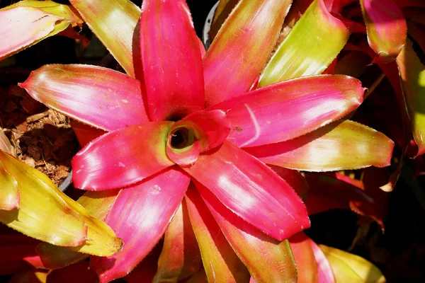 Bromélia flores na natureza — Fotografia de Stock