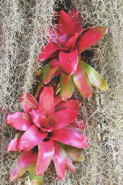 Bromeliad blommor i naturen — Stockfoto