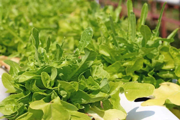 Masło głowy warzyw w hydroponicznych gospodarstwa — Zdjęcie stockowe