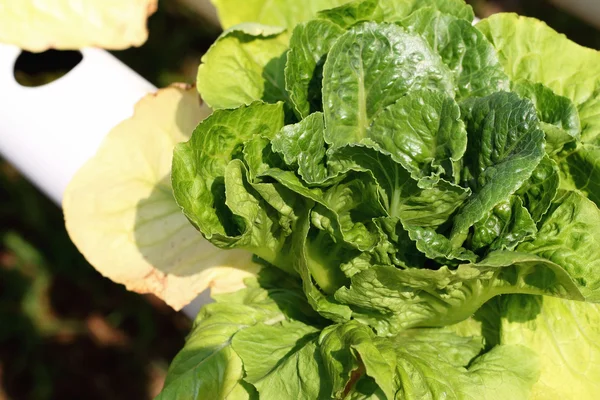 Masło głowy warzyw w hydroponicznych gospodarstwa — Zdjęcie stockowe