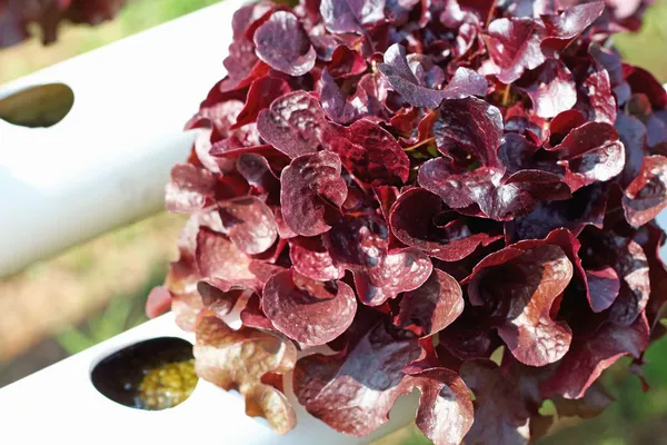 Červené korály zeleniny v hydroponické farmy — Stock fotografie