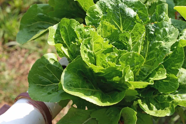 Butter head vegetable in hydroponic farm