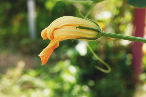 Flores de calabaza — Foto de Stock
