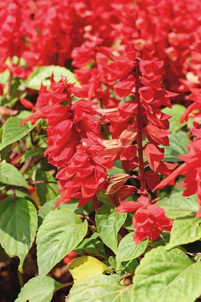 Rote Blume in der Natur — Stockfoto