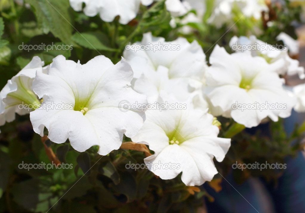 The petunias flowers in nature