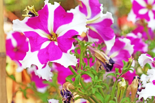 Petunior blommor i naturen — Stockfoto
