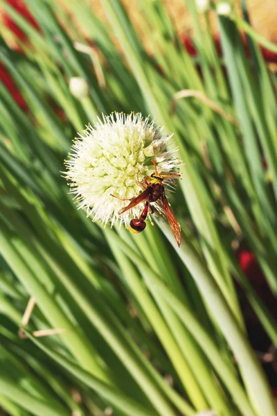 Insecten op UI bloem stengel — Stockfoto