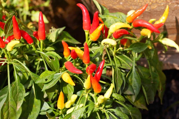 Chile rojo en la planta — Foto de Stock