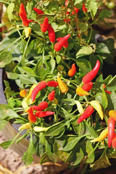 Chile rojo en la planta — Foto de Stock