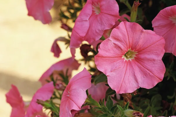 Le petunie fiori in natura — Foto Stock