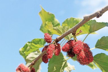 Bahçedeki dut meyvesi