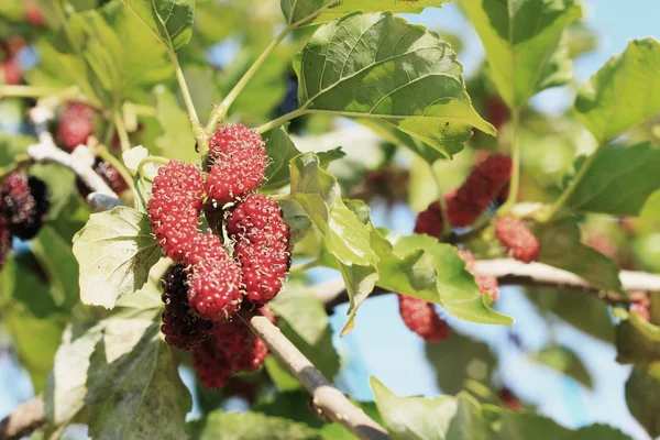 Mulberry fruit in the garden — Stock Photo, Image