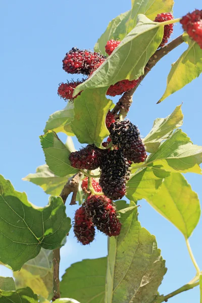 Mulberry fruit in the garden — Stock Photo, Image