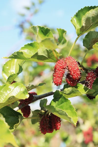 Mulberry fruit in the garden — Stock Photo, Image