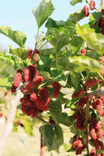 Mulberry fruit in the garden — Stock Photo, Image