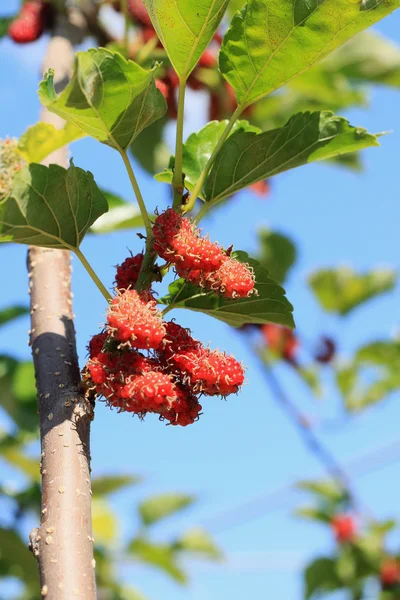 Mulberry fruit in the garden — Stock Photo, Image