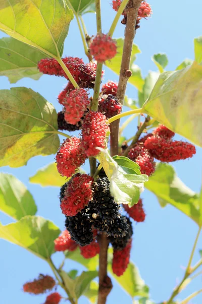 Morušové ovoce na zahradě — Stock fotografie