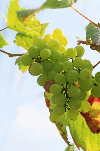 Fresh grapes in the vineyard — Stock Photo, Image