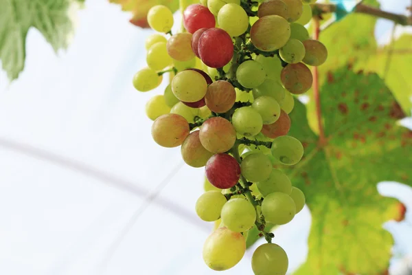Fresh grapes in the vineyard — Stock Photo, Image