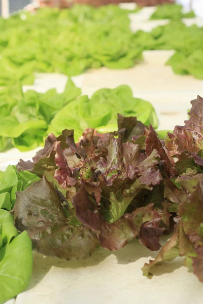 Butter head vegetable in hydroponic farm — Stock Photo, Image