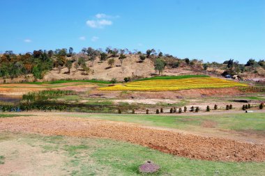 Mavi gökyüzü ile ağaç bahar