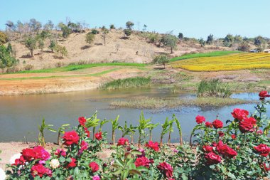 Bahçede kırmızı gül