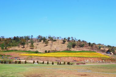 Mavi gökyüzü ile ağaç bahar