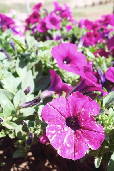 Die Petunien lila Blüten — Stockfoto