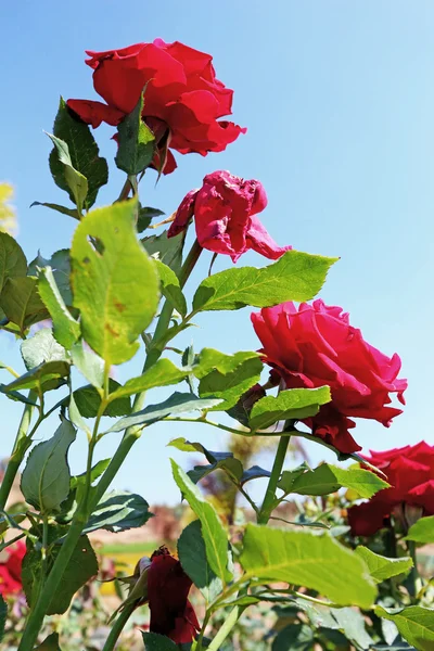 Красная роза в саду — стоковое фото