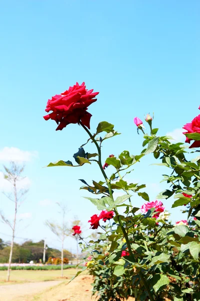 Bahçede kırmızı gül — Stok fotoğraf