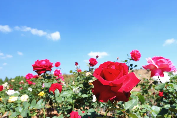 Rode roos in de tuin — Stockfoto