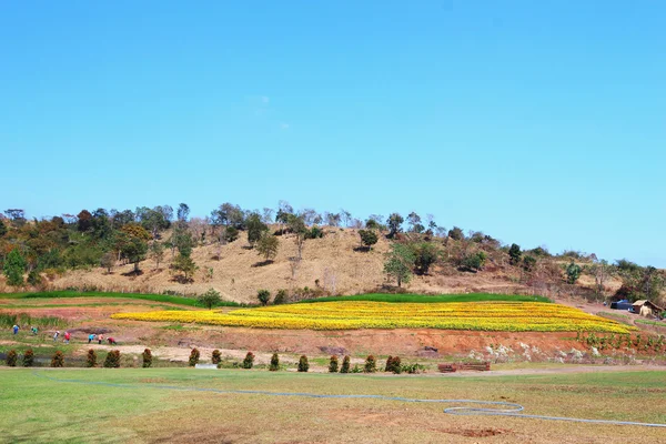 Mavi gökyüzü ile ağaç bahar
