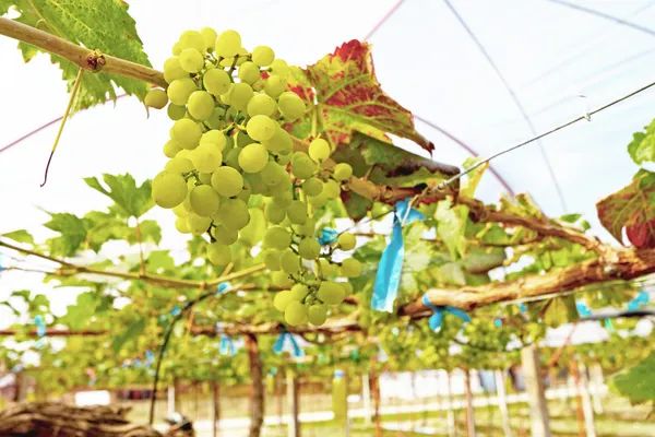 Fresh grapes in the vineyard — Stock Photo, Image