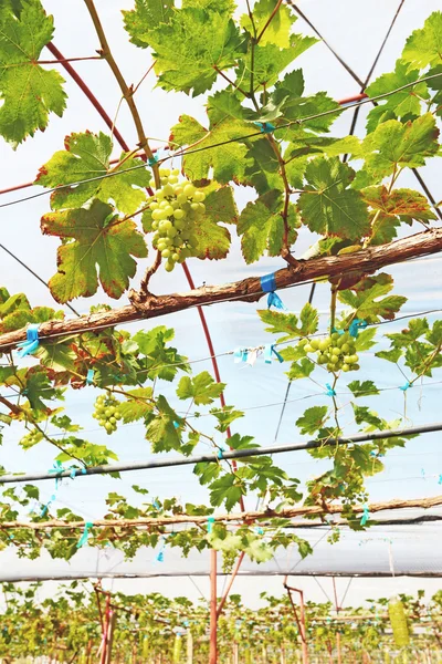 Frische Trauben im Weinberg — Stockfoto