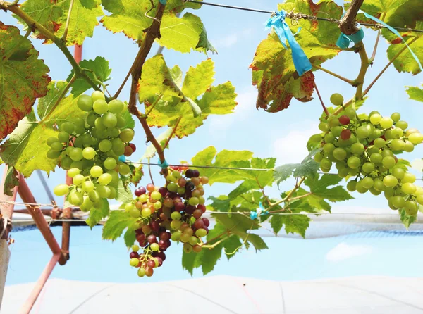 Čerstvé hrozny na vinici — Stock fotografie