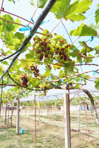 Fresh grapes in the vineyard — Stock Photo, Image