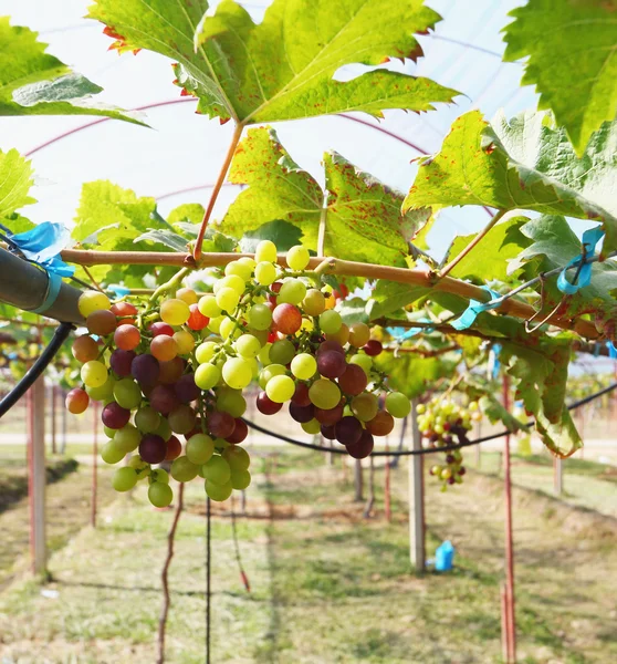 Uvas frescas en el viñedo — Foto de Stock