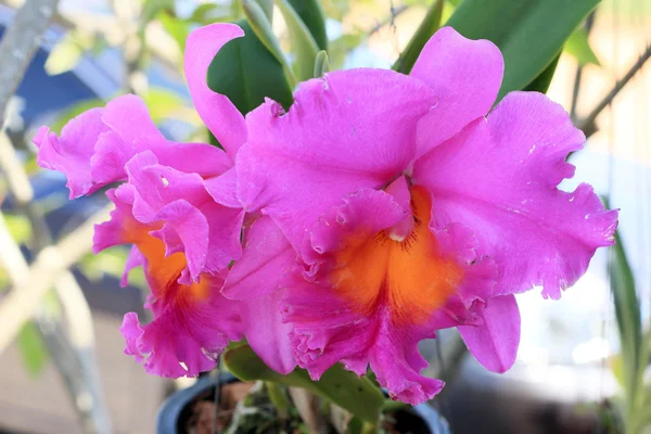 Cattleya orkideler - pembe çiçekler — Stok fotoğraf