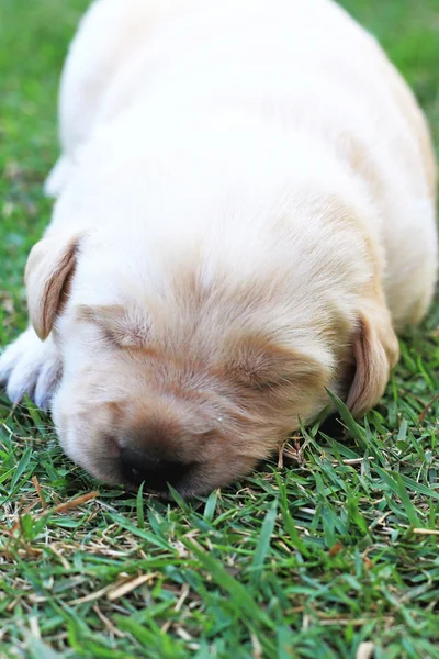 Schlafende Labrador-Welpen im grünen Gras - drei Wochen alt. — Stockfoto