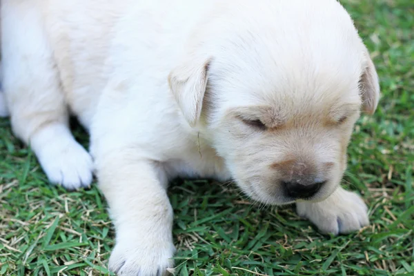 睡觉的拉布拉多小狗在绿色草地上 — — 三周龄. — 图库照片