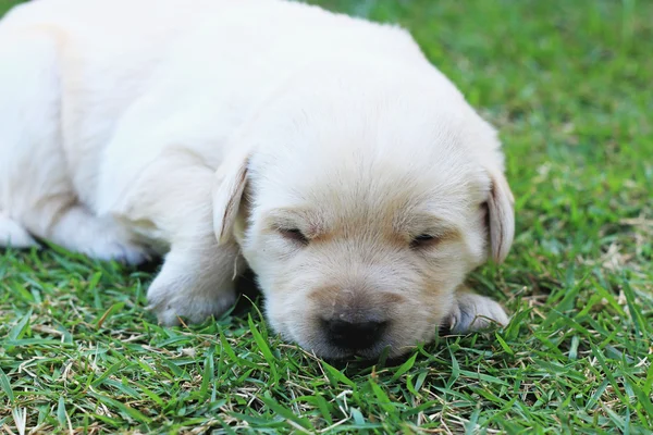 Schlafende Labrador-Welpen im grünen Gras - drei Wochen alt. — Stockfoto