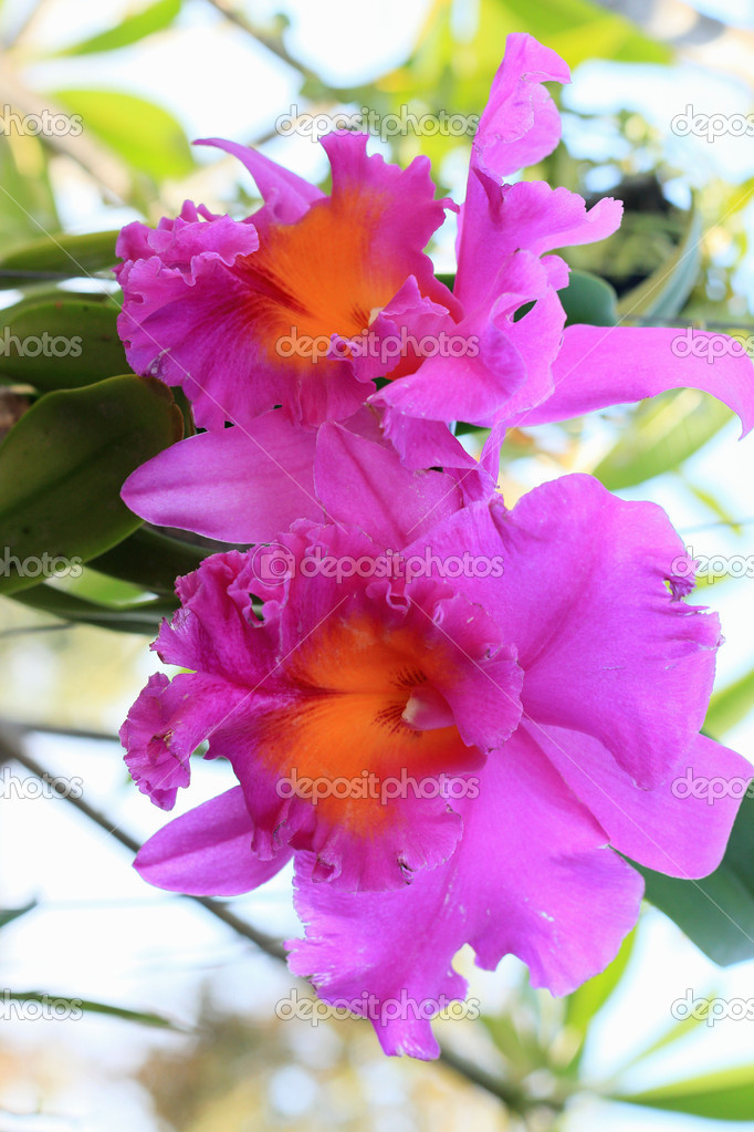 Cattleya orchids - pink flowers