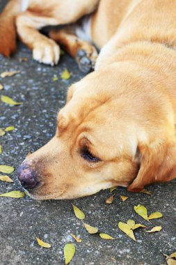 yerde yatarken labrador köpek.