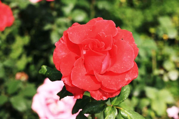 Rosa rossa in giardino — Foto Stock