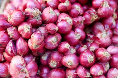 scalogno - cipolla rossa di asia nel mercato