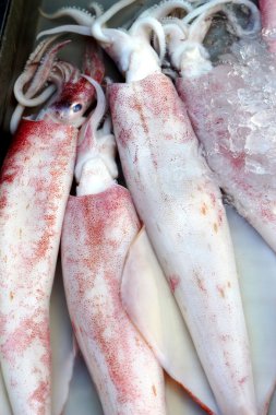 Piyasada taze mürekkep balığı