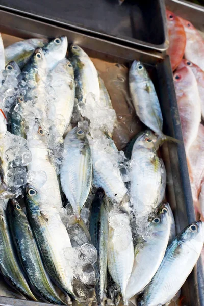 Pesce fresco sul mercato. — Foto Stock