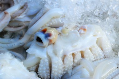 Piyasada taze mürekkep balığı